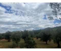 Finca de olivos en barrancos