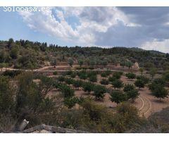 Finca de olivos y almendros en producción