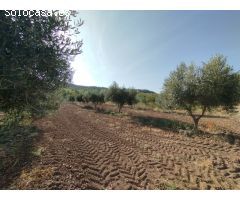 Finca con cultivo de olivos y riego por goteo