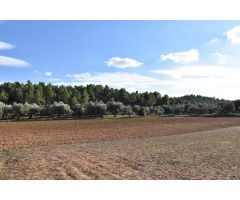 Finca rústica con maset a rehabilitar y olivos