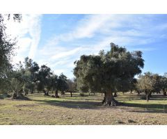 Finca rústica con maset a rehabilitar y olivos