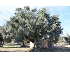 Finca rústica con maset a rehabilitar y olivos