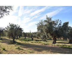Finca rústica con maset a rehabilitar y olivos