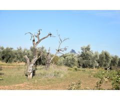 Finca rústica con maset a rehabilitar y olivos