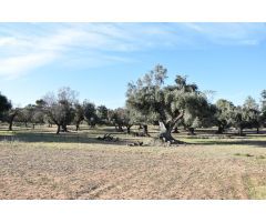 Finca rústica con maset a rehabilitar y olivos