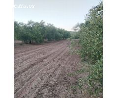 FINCA DE OLIVOS