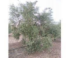 FINCA DE OLIVOS