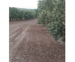 FINCA DE OLIVOS