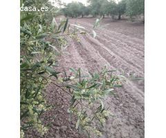 FINCA DE OLIVOS
