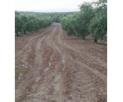 FINCA DE OLIVOS