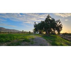 Finca con casa en alquiler en Cártama