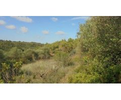 FINCA RÚSTICA EN ELS GUIAMETS