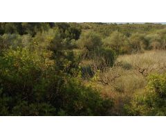 FINCA RÚSTICA EN ELS GUIAMETS