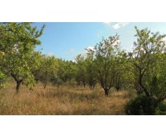 FINCA RÚSTICA EN ELS GUIAMETS