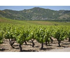 SE VENDE BODEGA con VIÑEDO en SORRIBAS-TORAL DE LOS VADOS