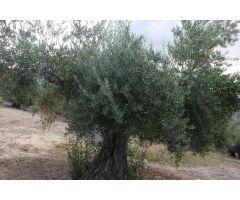 Finca Agrícola en Venta en La Guardia de Jaén, Jaén