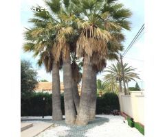Villa de Lujo en Venta en Cabo Roig, Alicante