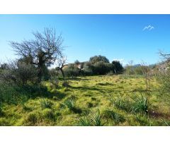 Gran Finca Rústica de 40.000 m2 en Binissalem