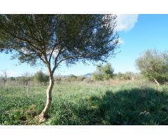 Gran Finca Rústica de 40.000 m2 en Binissalem