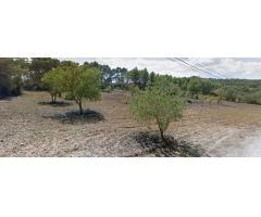 Se alquila terreno para fines agrícolas de 10.000 m2 en Algaida