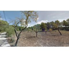 Se alquila terreno para fines agrícolas de 10.000 m2 en Algaida