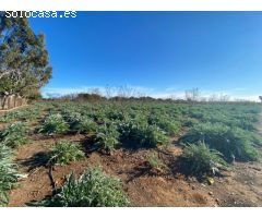 Granja en pleno funcionamiento cerca de Torreblanca