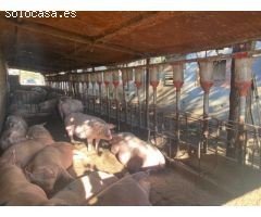 Granja en pleno funcionamiento cerca de Torreblanca