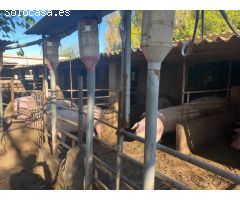 Granja en pleno funcionamiento cerca de Torreblanca