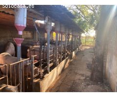 Granja en pleno funcionamiento cerca de Torreblanca