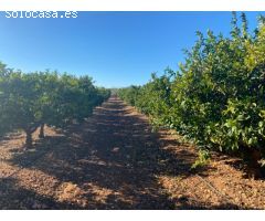 Granja en pleno funcionamiento cerca de Torreblanca
