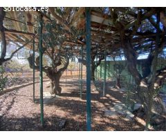 Granja en pleno funcionamiento cerca de Torreblanca