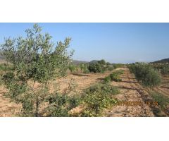 Parcela en Venta en Monovar - Monover, Alicante