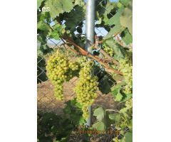 Parcela en Venta en Monovar - Monover, Alicante