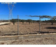 Campo independiente en la zona del Toscar de Monóvar