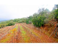 Casa de campo-Masía en Venta en Llano Negro Santa Cruz de Tenerife 