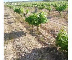 Terreno rural en Venta en Pinoso, Alicante