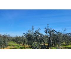Magnífica Finca en Pilas con bodega de vino mosto del Aljarafe!!!!