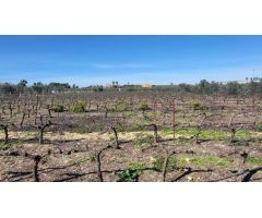 Magnífica Finca en Pilas con bodega de vino mosto del Aljarafe!!!!
