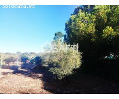 Venta de dos Lejíos juntos en la zona de la Zafrilla EL Ejido. Suman 3250m2 con casa y piscina. Exce