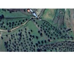 Olivar de 1.819 m²