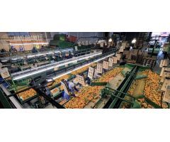 Nave industrial en Alquiler en Nules Castellón