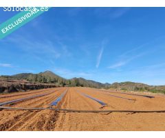 FANTASTICOS TERRENOS DE REGADIO EN MONTESA