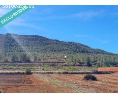 FANTASTICOS TERRENOS DE REGADIO EN MONTESA