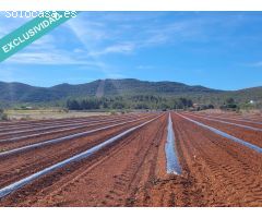 FANTASTICOS TERRENOS DE REGADIO EN MONTESA