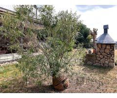 EN VENTA IMPRESIONANTE CHALET INDEPENDIENTE EN COLMENAREJO (MADRID).