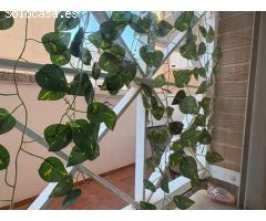 Apartamento en Alquiler en Playa de San Juan Alicante PLAYA DE SAN JUAN