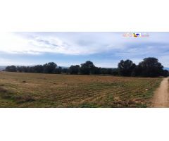 Suelo rústico en Venta en Talamanca De Jarama Madrid 