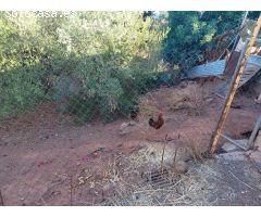 ESTUPENDA PARCELA AGRÍCOLA CON CASA MUY CERCA DEL PUEBLO DE ESTEPONA 