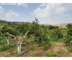 PARCELA DE MAS DE 7000M2 CON CASA DE CAMPO Y HUERTO