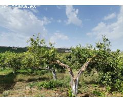 PARCELA DE MAS DE 7000M2 CON CASA DE CAMPO Y HUERTO